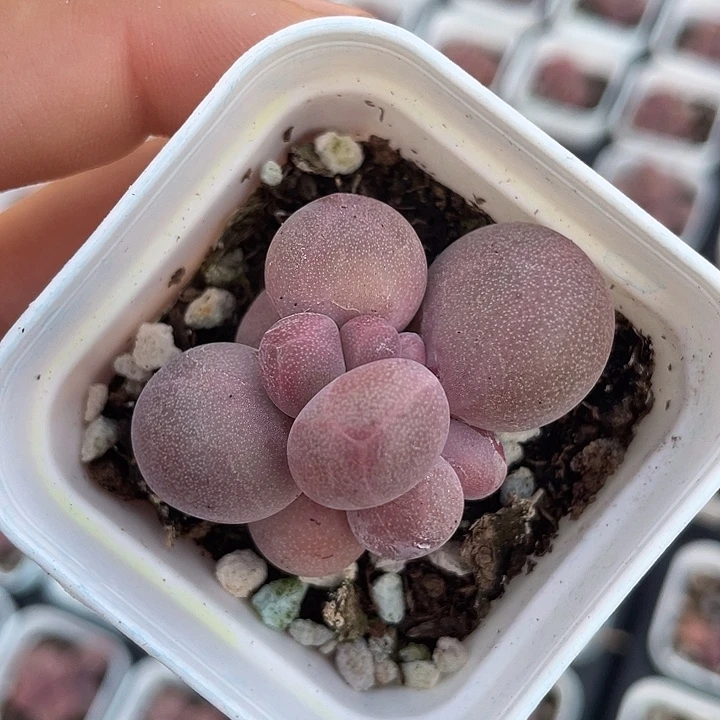 一物一拍满18包邮