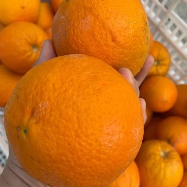 秭归伦晚脐橙8斤净重/袋