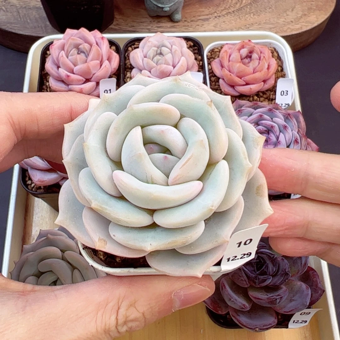 好好看10、哈哈哈哈