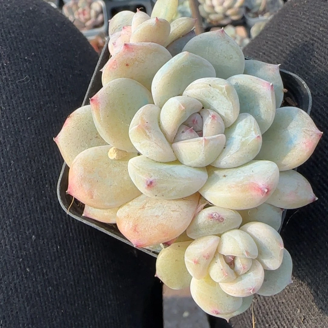 多肉小卡拉米糖心一物一拍