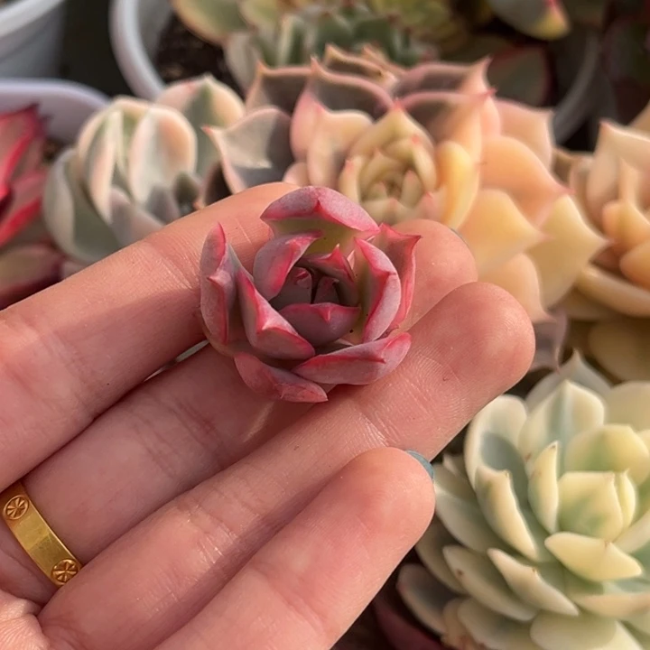 宝莲灯锦头盖一颗