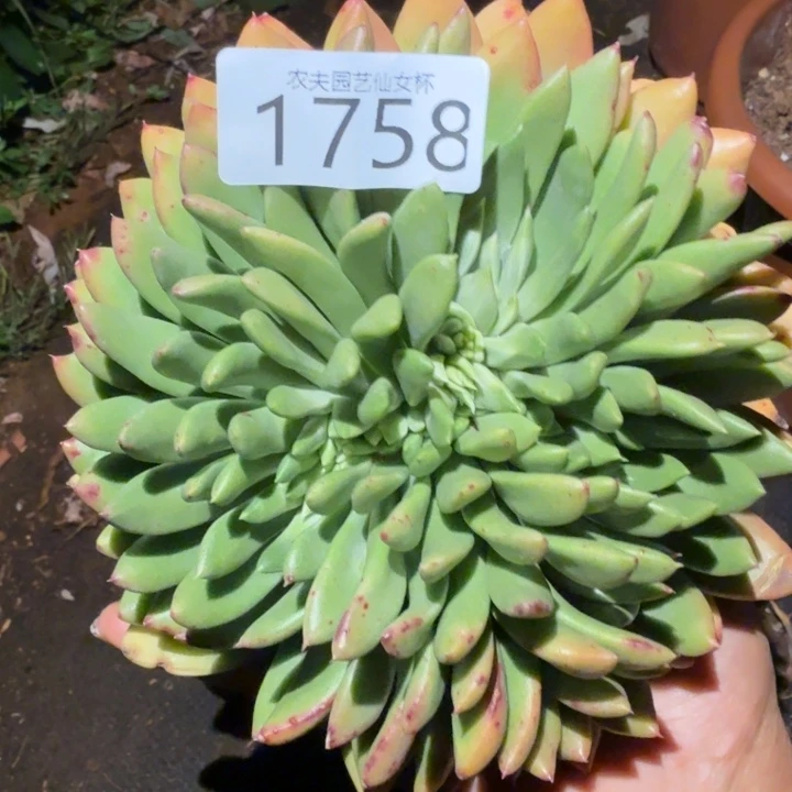 3代杂交仙女杯多肉福利