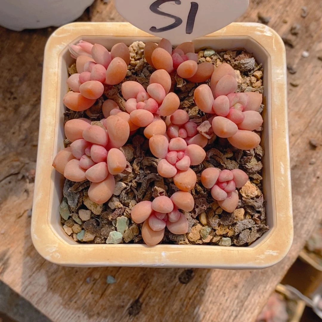 哽*先锋派群多肉植物