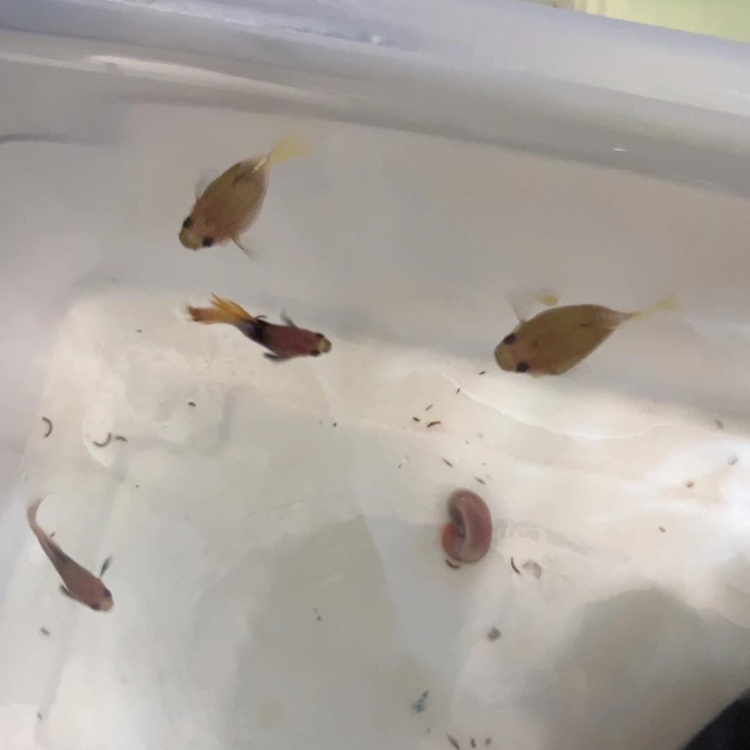 孔雀鱼粉猫茶会球1对