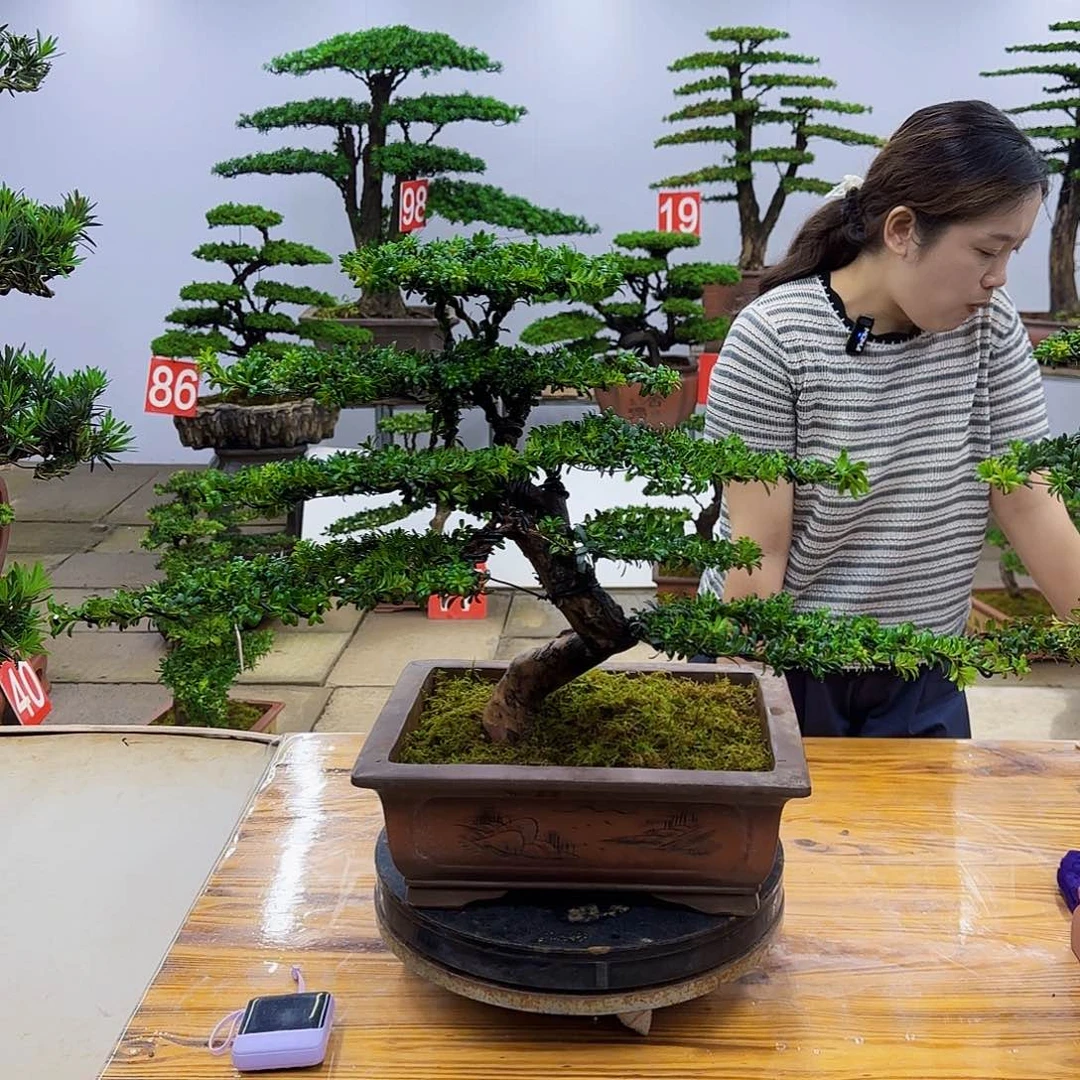 天***外完全开放盆景直播间一物一拍