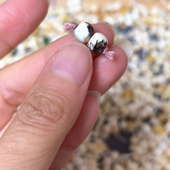 裸石蜜蜡未镶嵌7.1mm一对