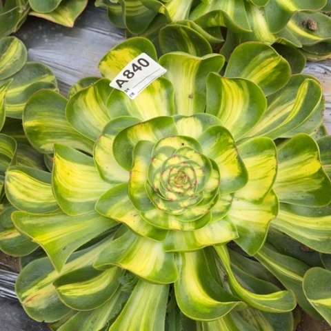 多肉植物暴君单头