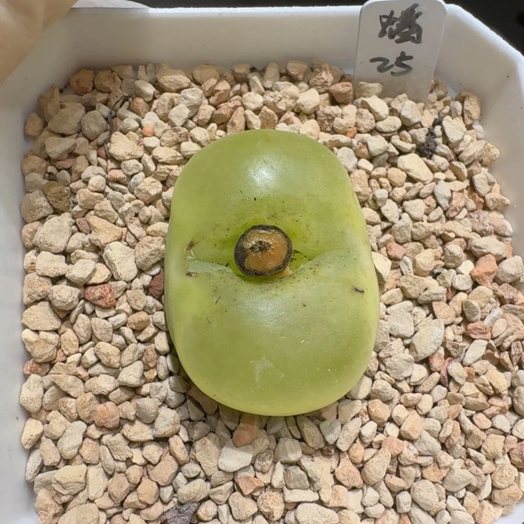 琪****?0211-82肉锥蟠桃