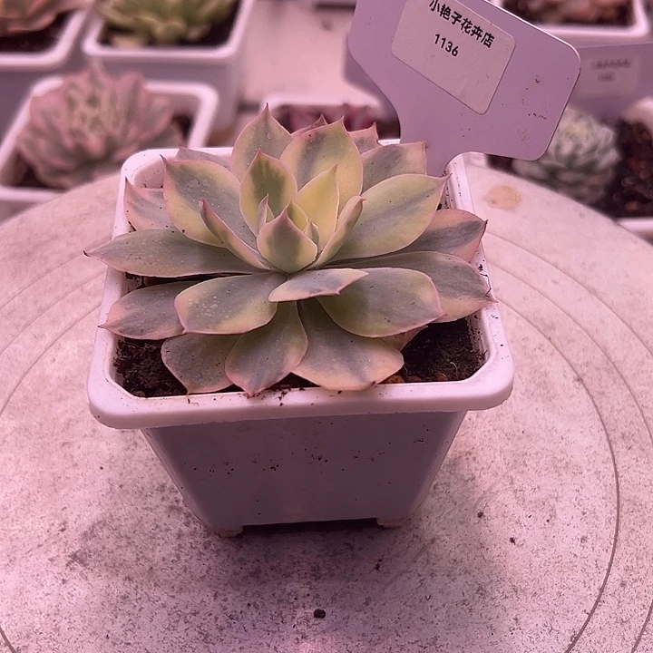 1136号pink锦多肉