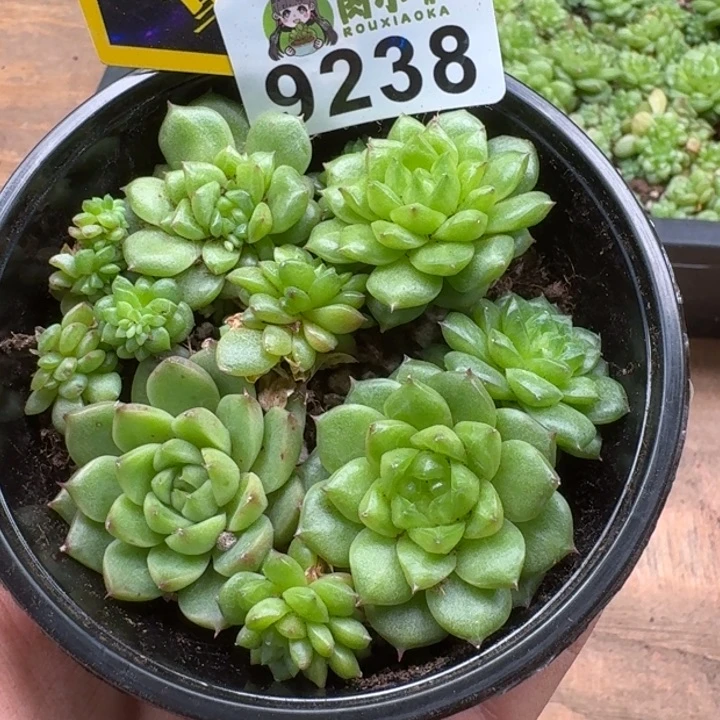 当前无花朵，栽培后可花朵多肉植物多肉植物