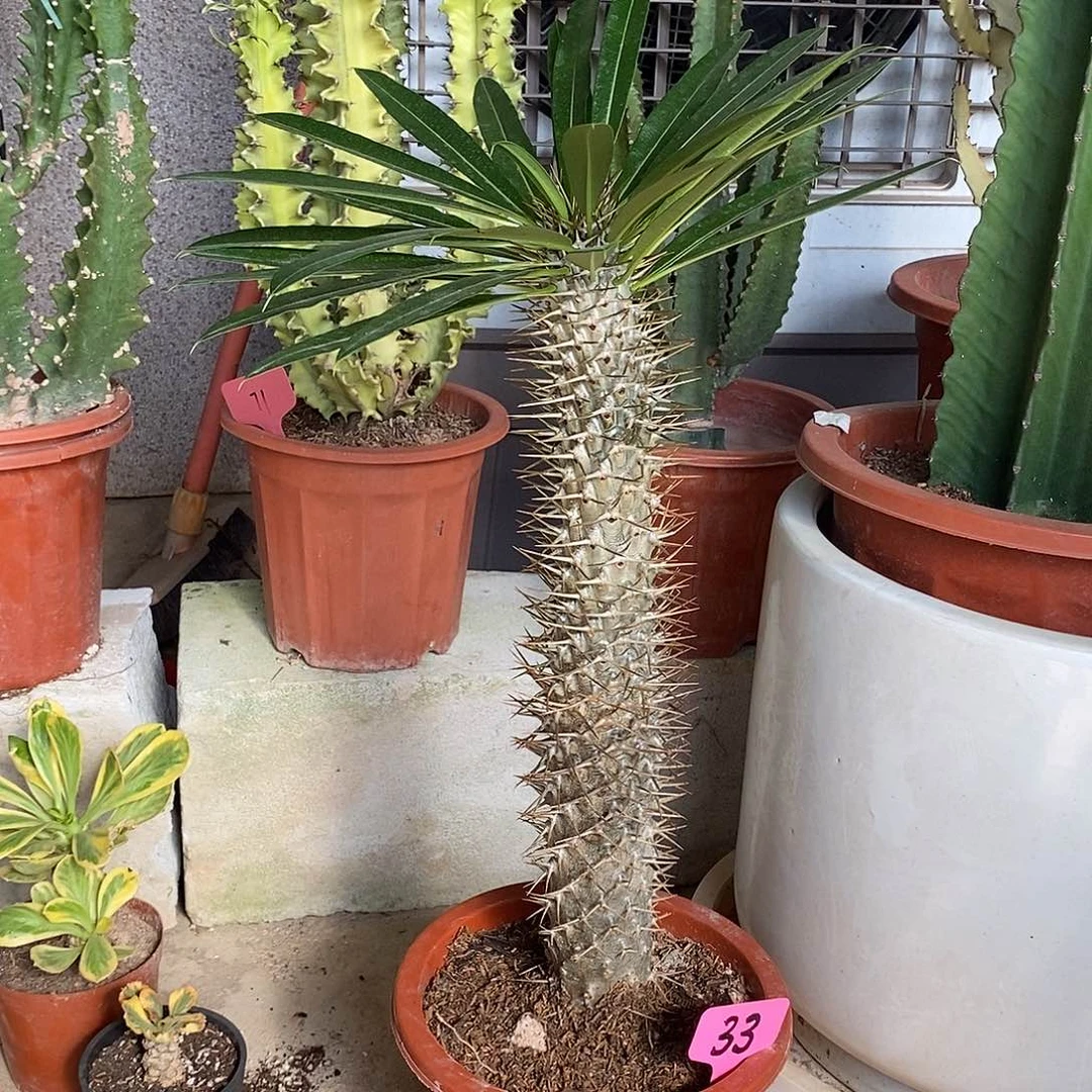 霸王树一物一拍一物一拍