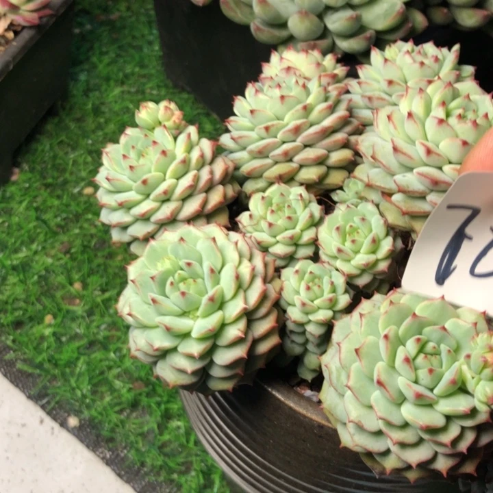 一*鱼78/////////////////