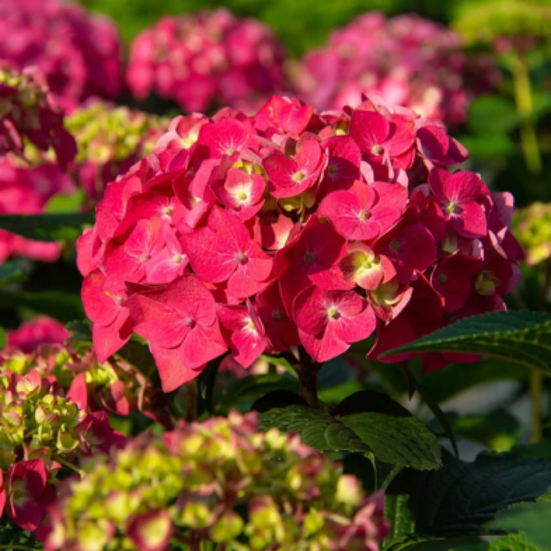 【无尽夏】红色无尽夏 后期会变紫色 皮实好养 基地直发 露天绣球