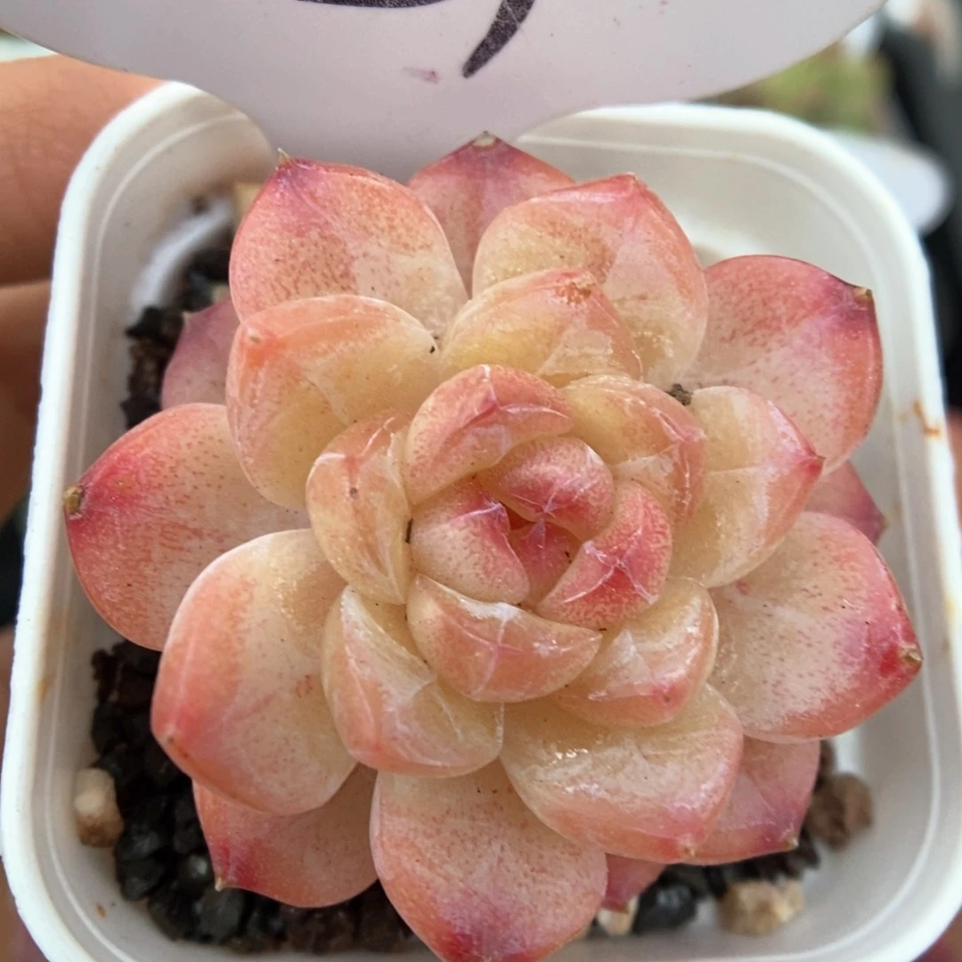 糖心珍妮可拍521号。