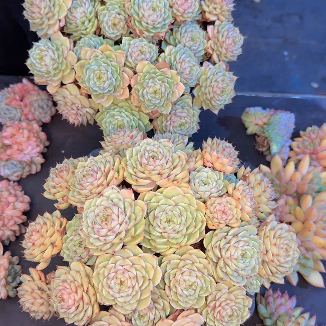 雅***鱼多肉植物的生长发育和生长