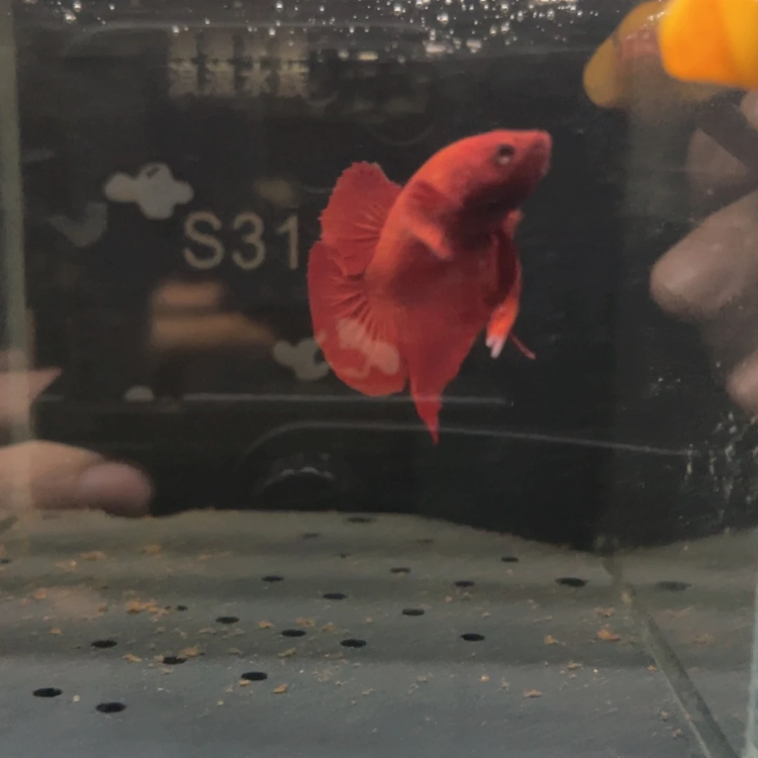 斗鱼浪浪水族竞拍31号