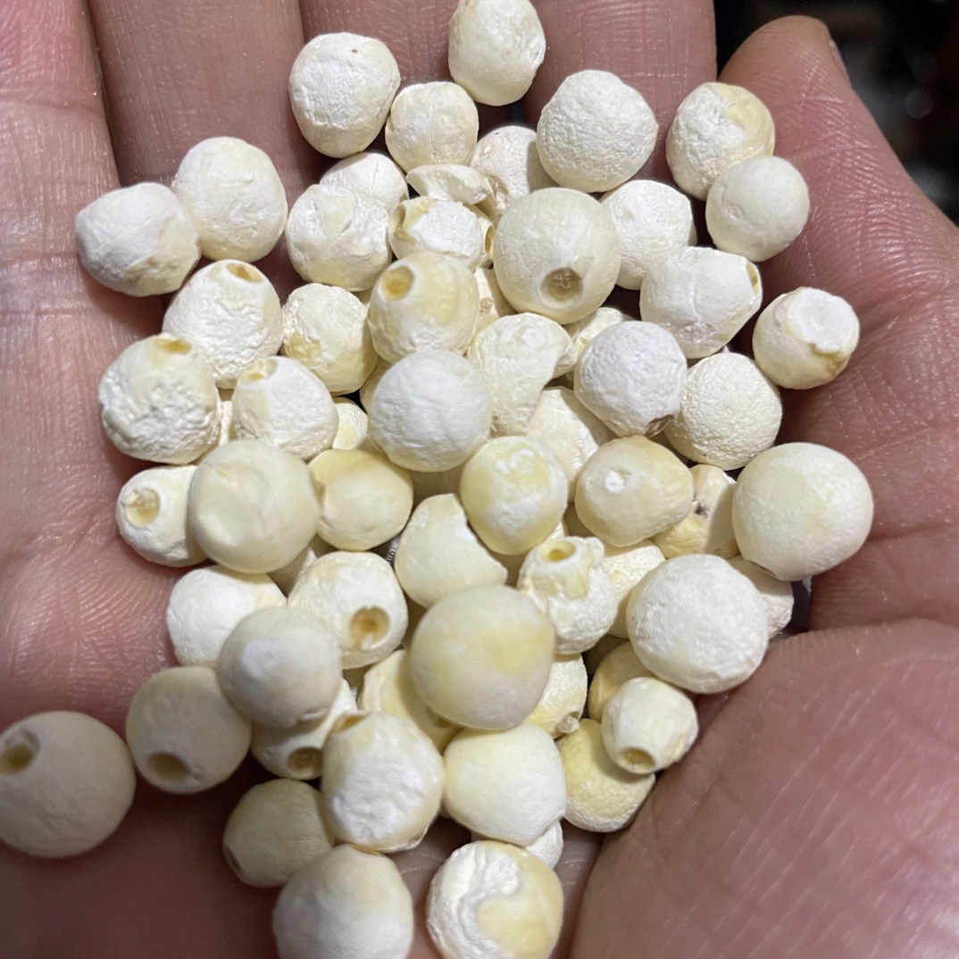 苏州苏芡大颗粒软糯鸡头米新货好吃