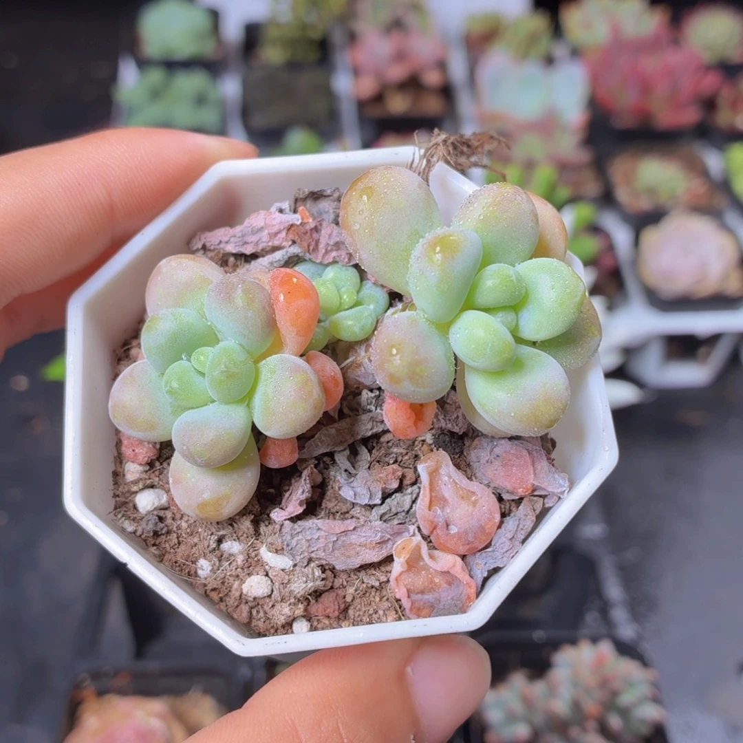 洛可可多肉9.9包邮发货