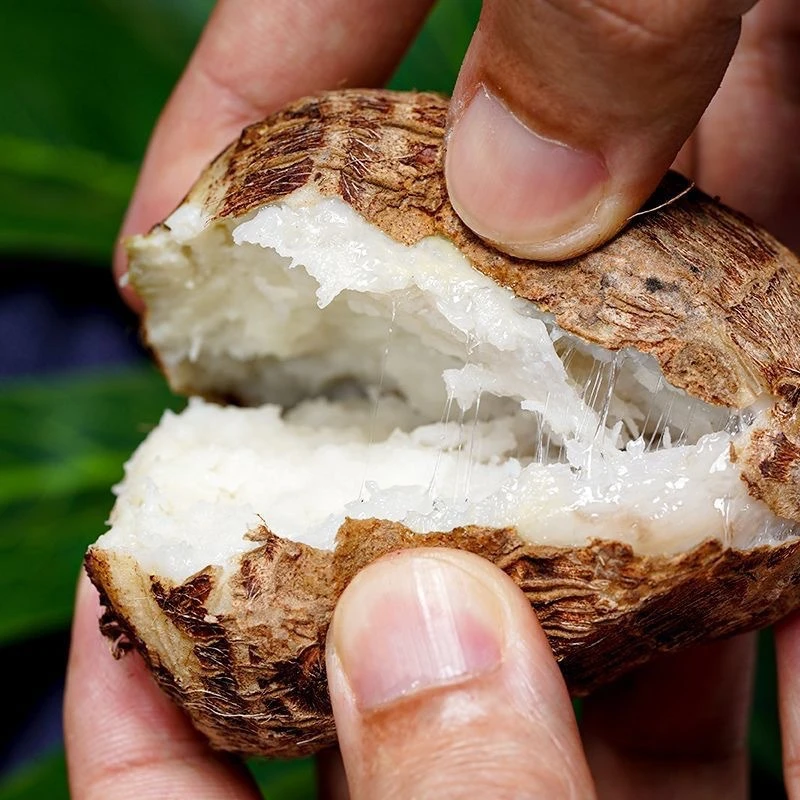 云南现收山货特产–––芋头