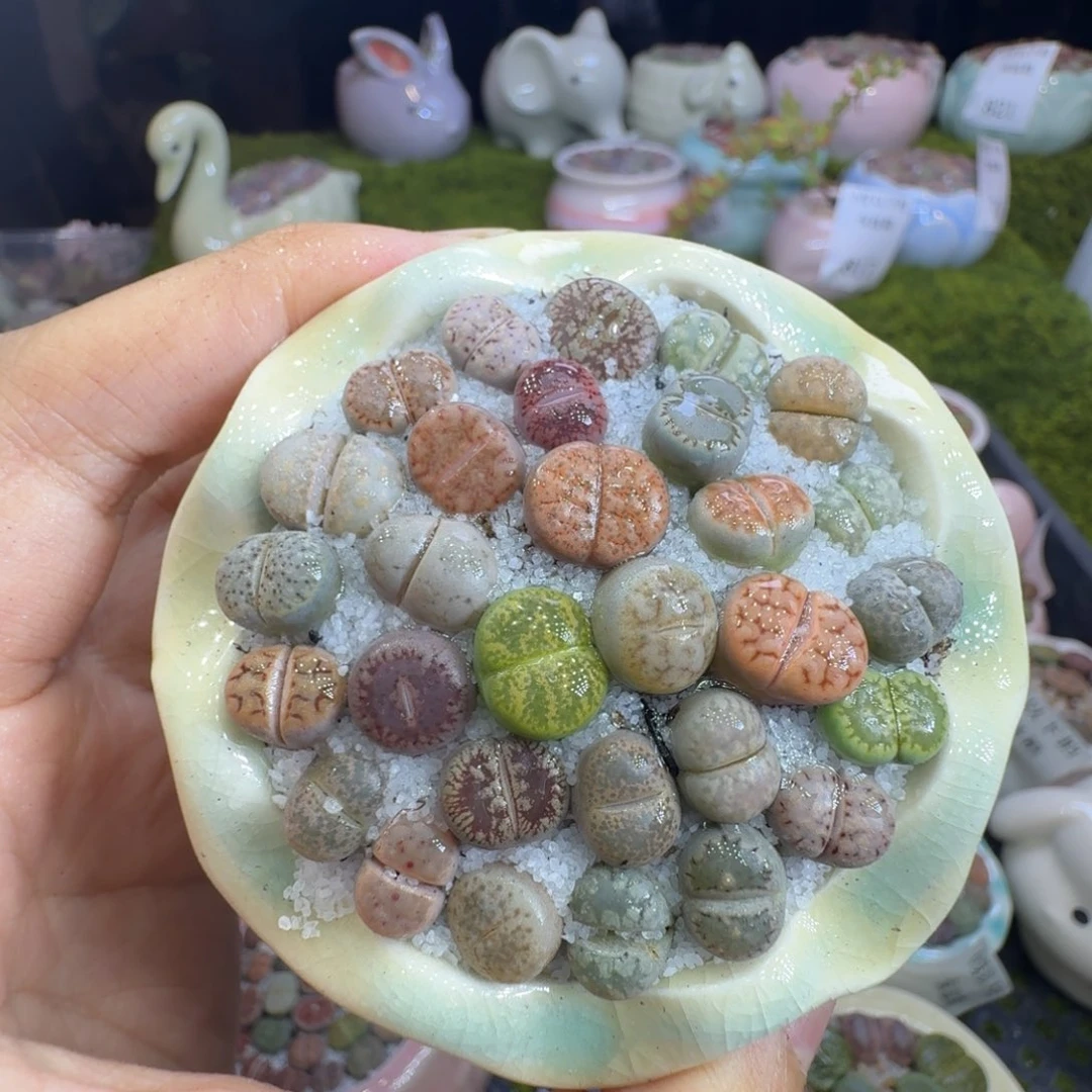 多肉植物福利冲856