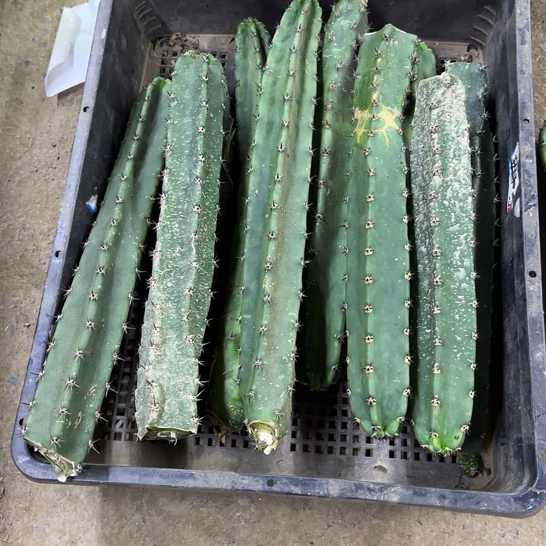 瑕疵10颗袖普侧牙20包邮