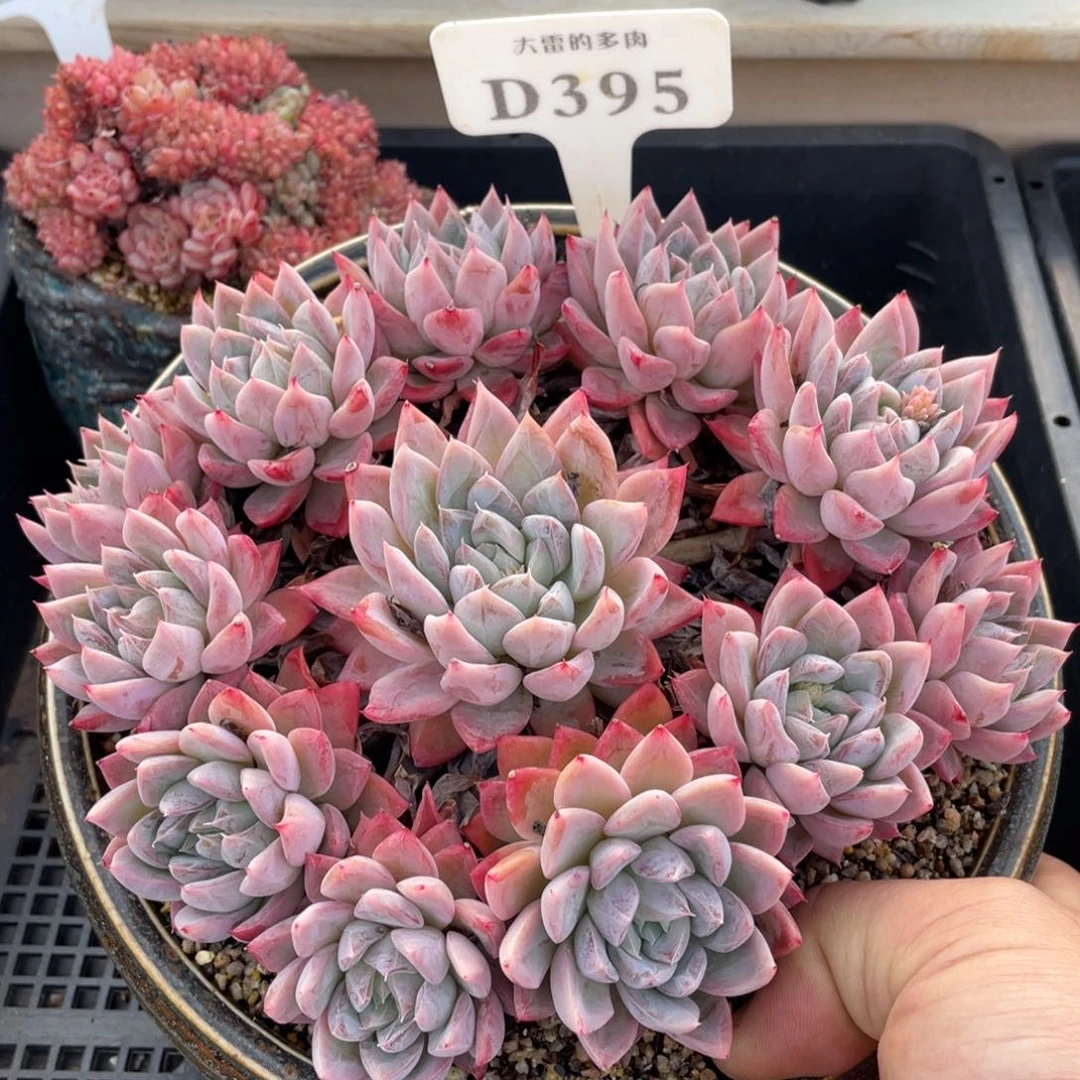 395爱莎不带盆18厘米