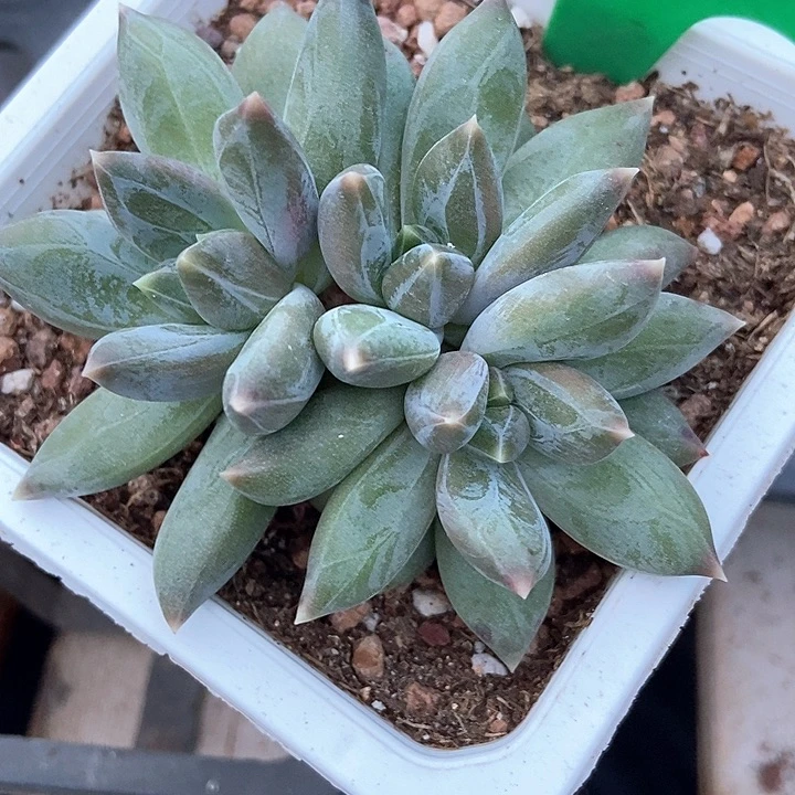 @****多肉植物重楼876多肉