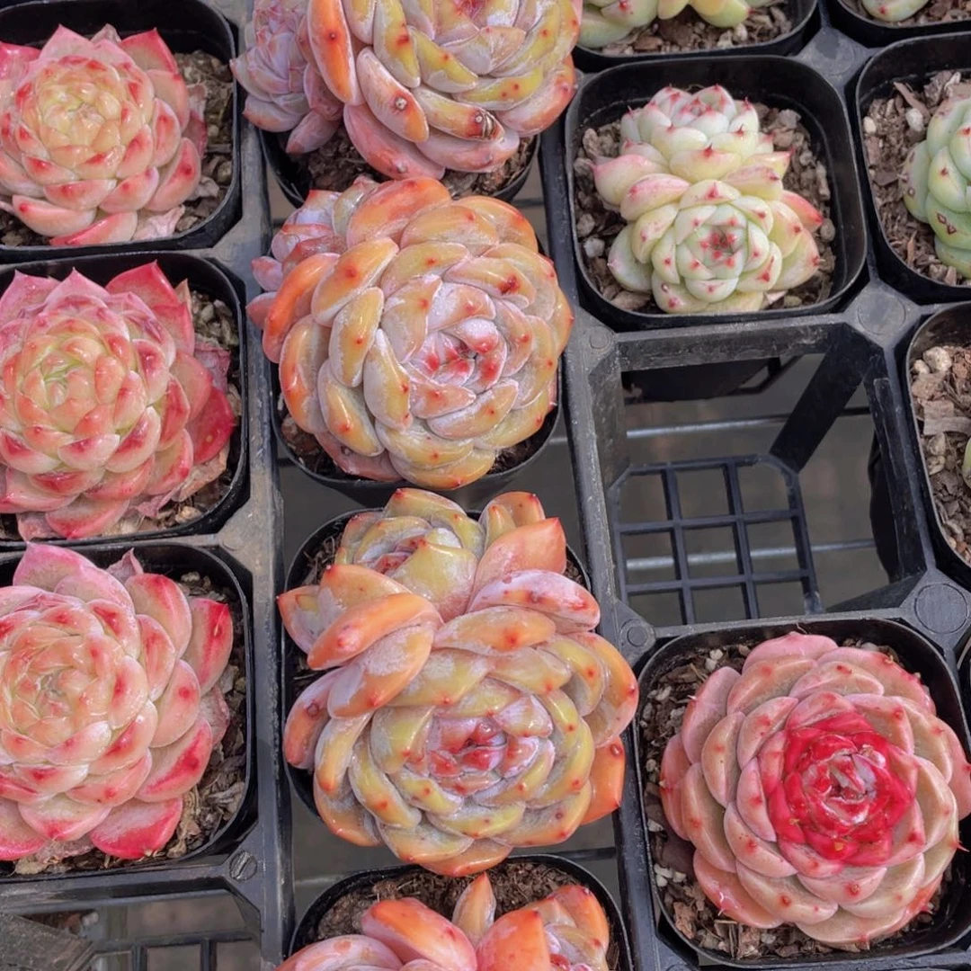 323号 开播福利紫皮石榴籽星影双头一个