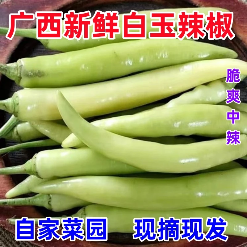 广西特产白玉辣椒优质新鲜腌制白皮中辣泡椒小白辣自种现摘现发