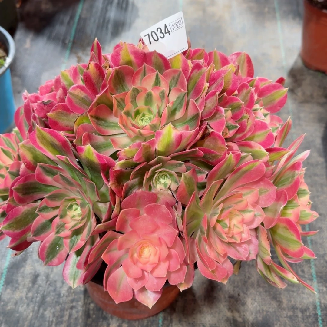 7034多肉粉女巫多肉