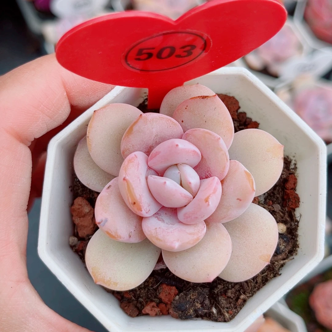 503号小老桩奶茶单头