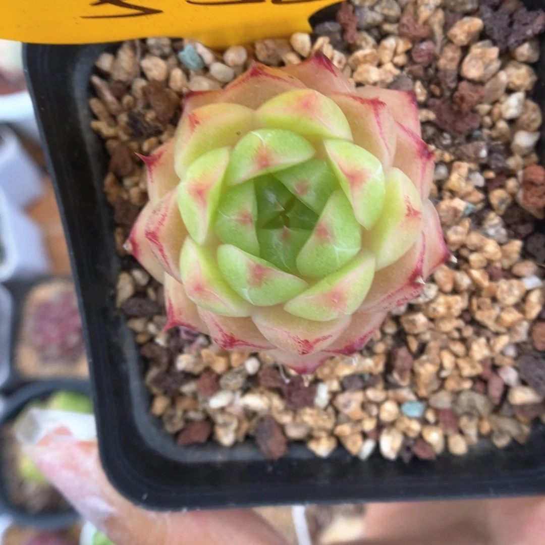 边线麦秆558号。