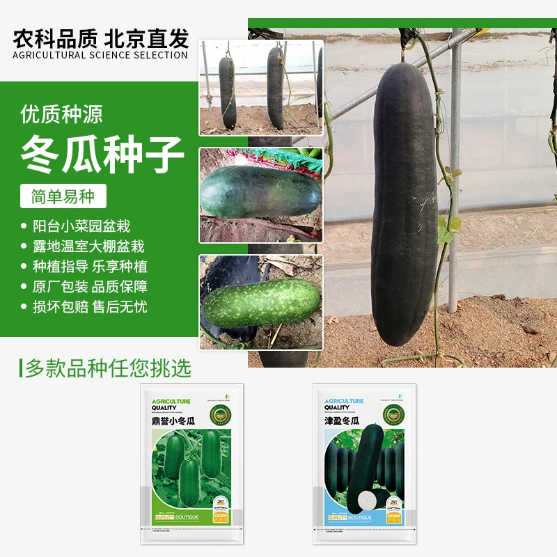【农科院推荐】冬瓜种子冬瓜籽四季蔬菜种子黑皮冬瓜青皮小冬瓜正宗