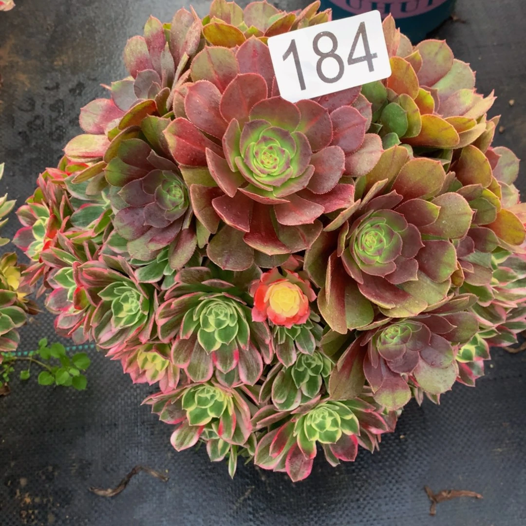 z***v法师多肉植物184粉体海王