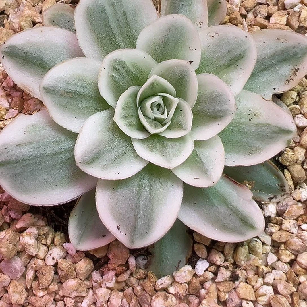 山地玫瑰锦冬雪096号