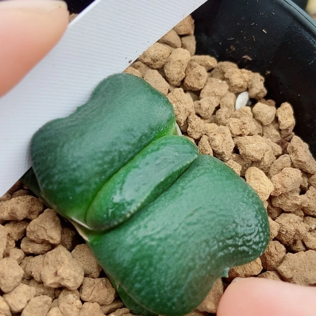 373特军配蝴蝶叶小坦克带盆发货