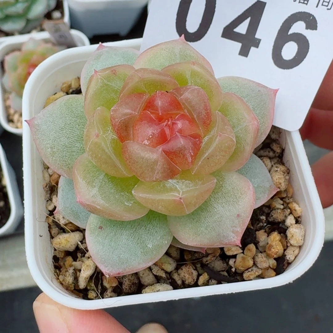 追月珍妮            精美多肉植物