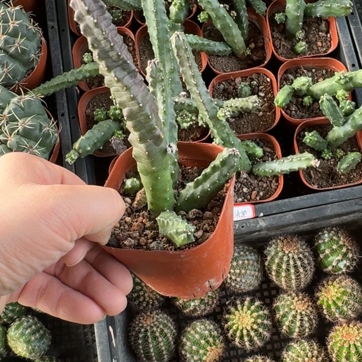 263水仙晴朗脱土发货掉枝条无售后