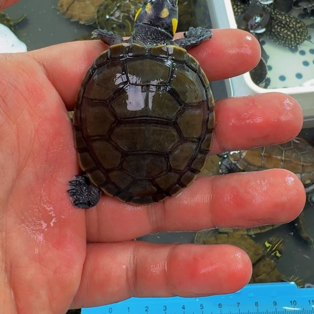 母绿毛龟黄头全品