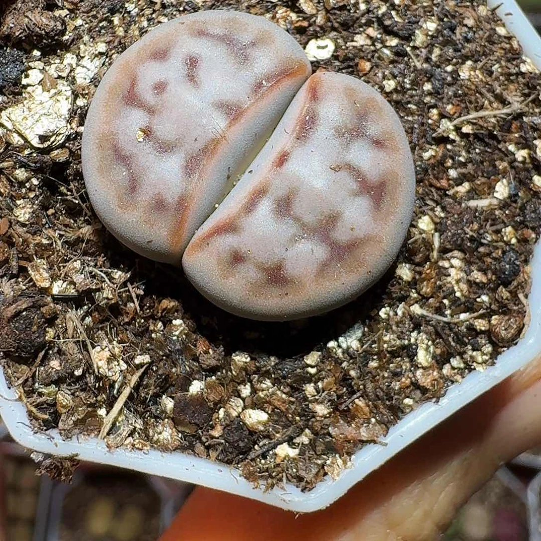 大***嚼生石花23:：/。  31