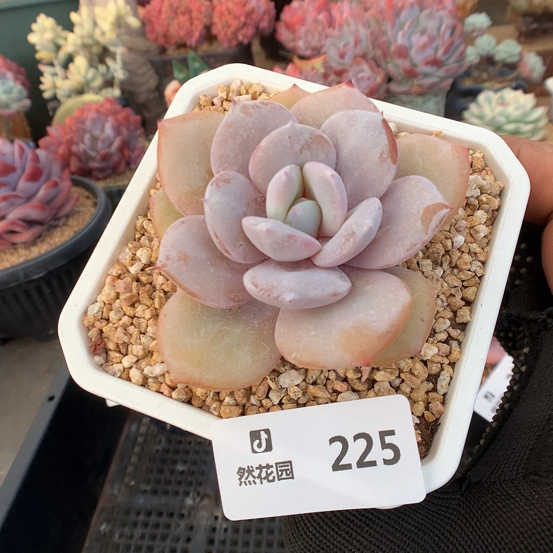 225奶茶多肉植物666