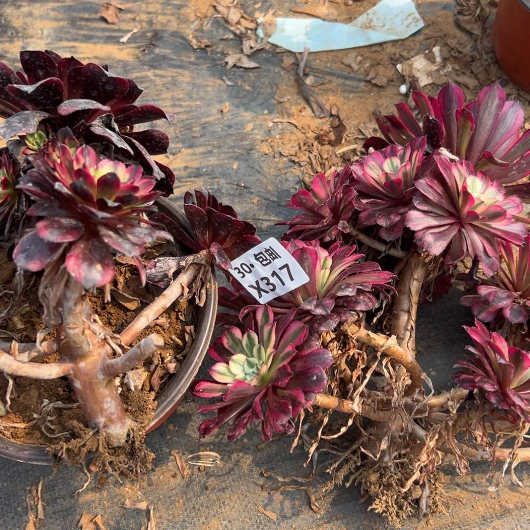 2颗处理组合多肉法师