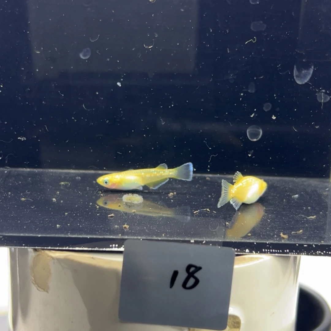 青鳉鱼18。