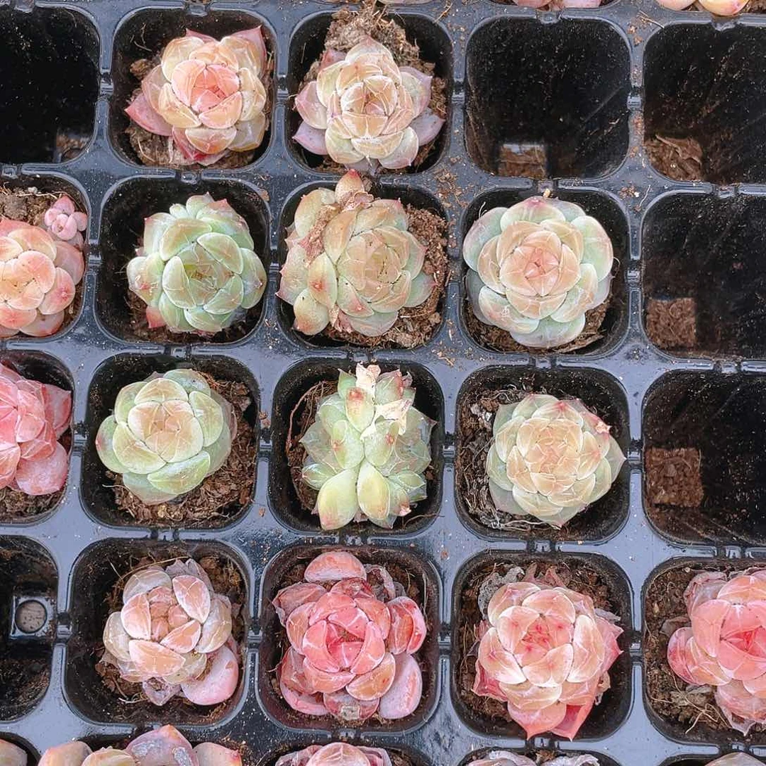 绿5号穴一个满25包邮