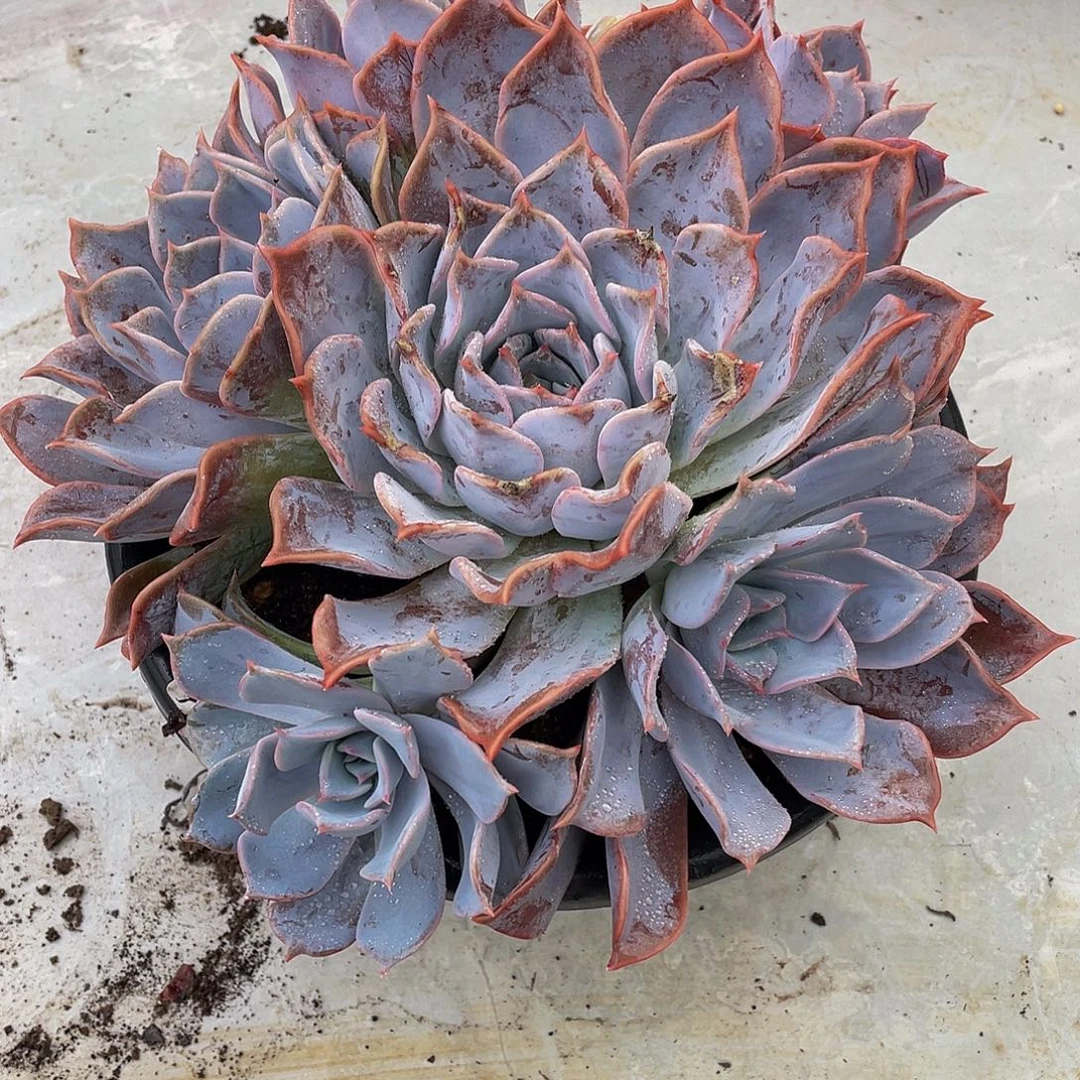 风***景露西娜多肉植物群