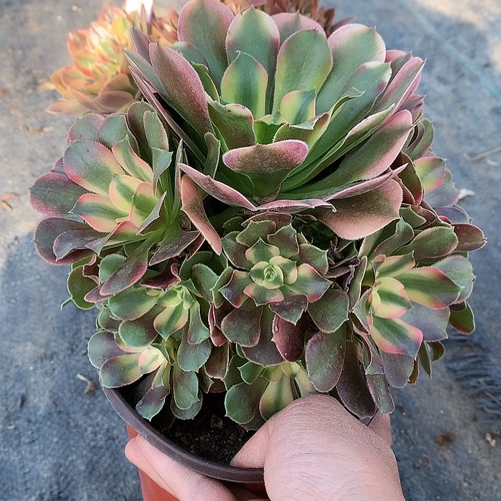 662香妃多肉植物