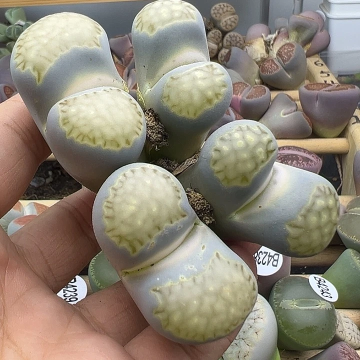 4254茶福来福利11111111111