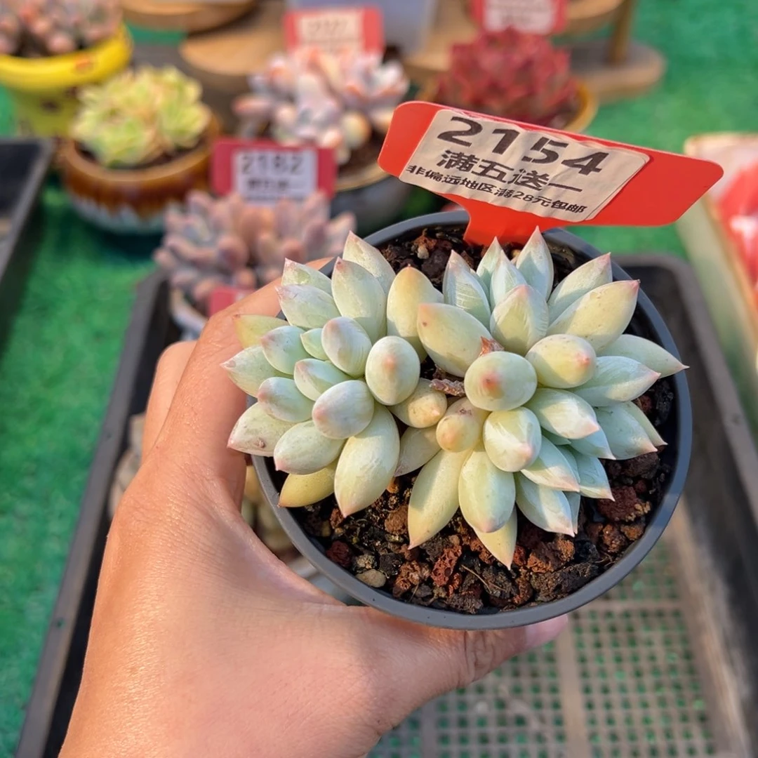 表妹精品多肉2154.