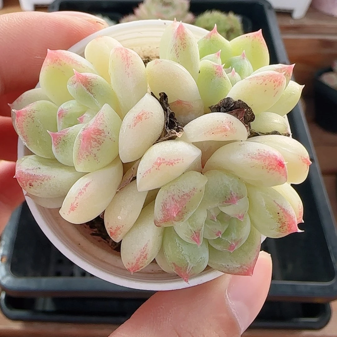 1107----44白桃汽水