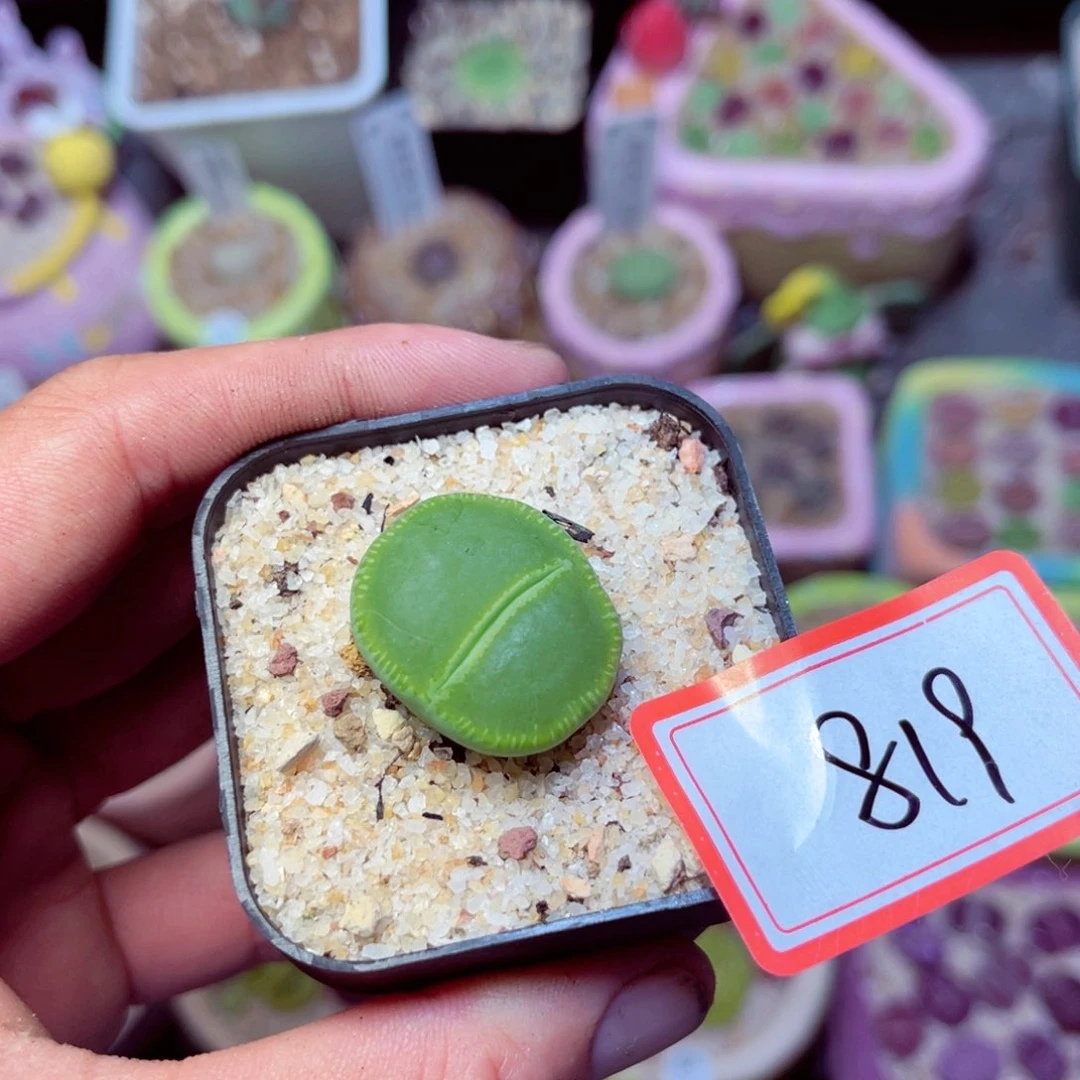 819生石花带盆发